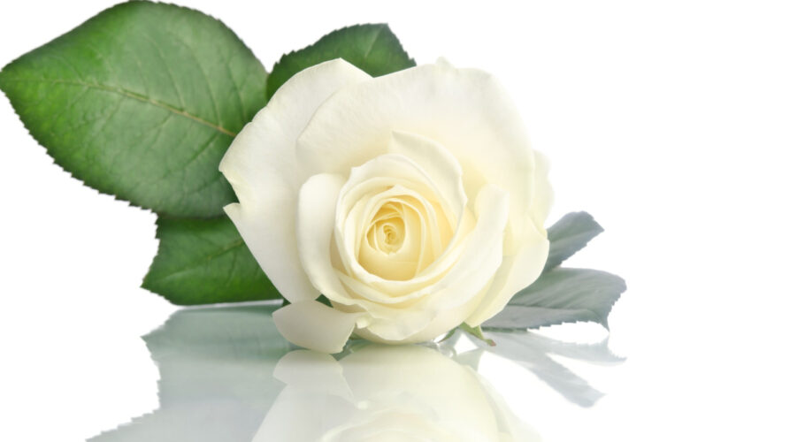 beautiful white rose isolated white