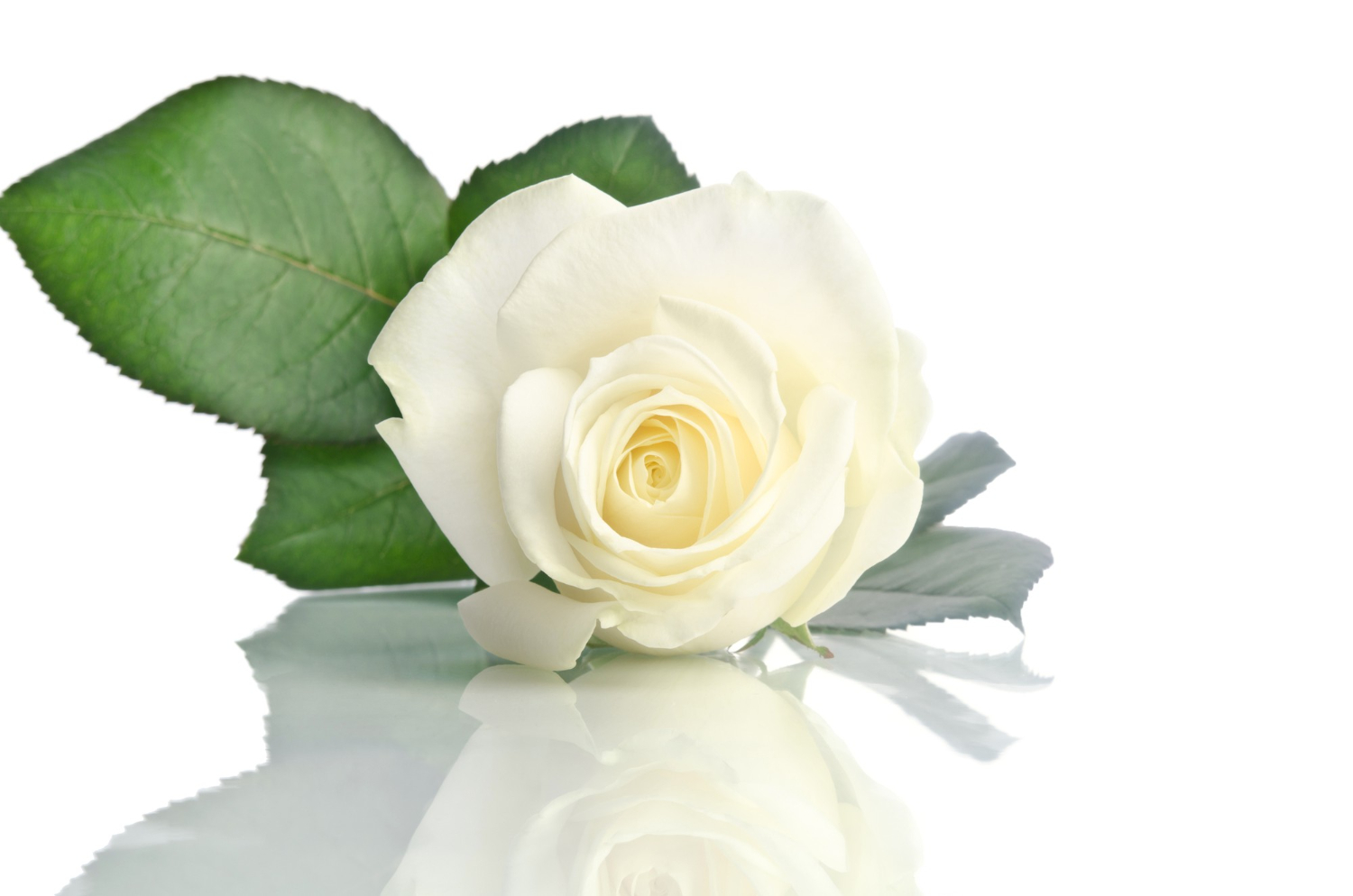 beautiful white rose isolated white
