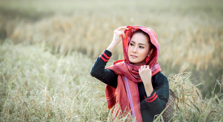 beautiful woman asian farmer harvesting rice fields