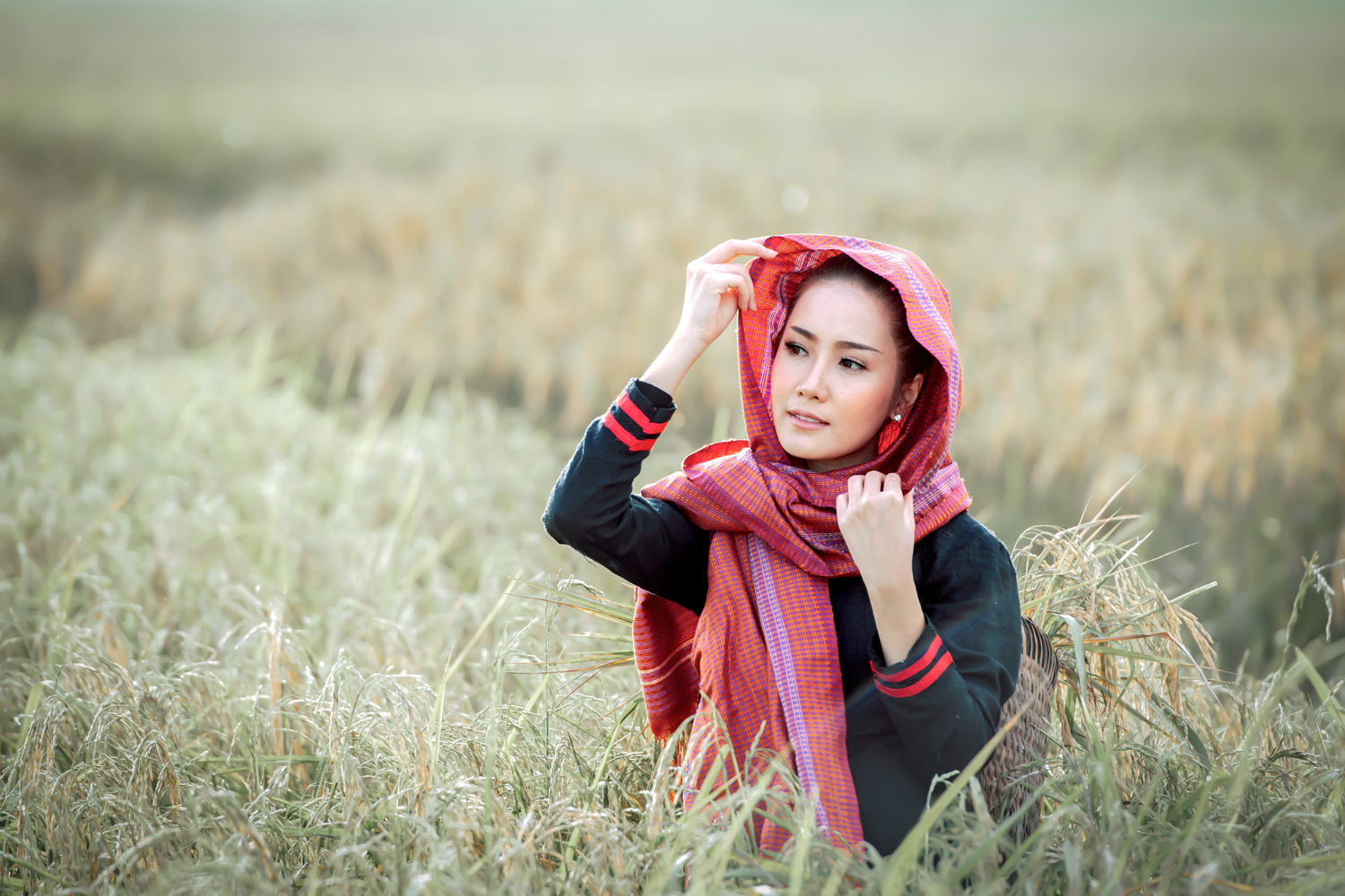 beautiful woman asian farmer harvesting rice fields