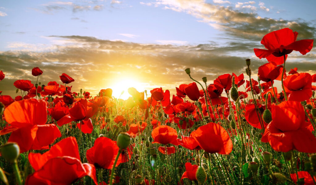 field red poppies sunset with last rays sun 