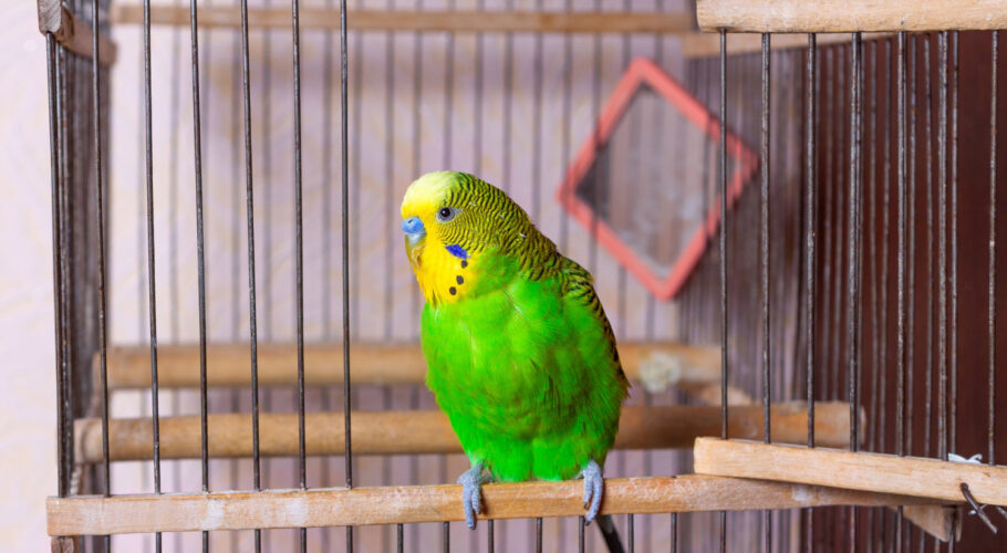 green budgerigar is sitting exit from cage caged mirror is visible keeping decorative bird house