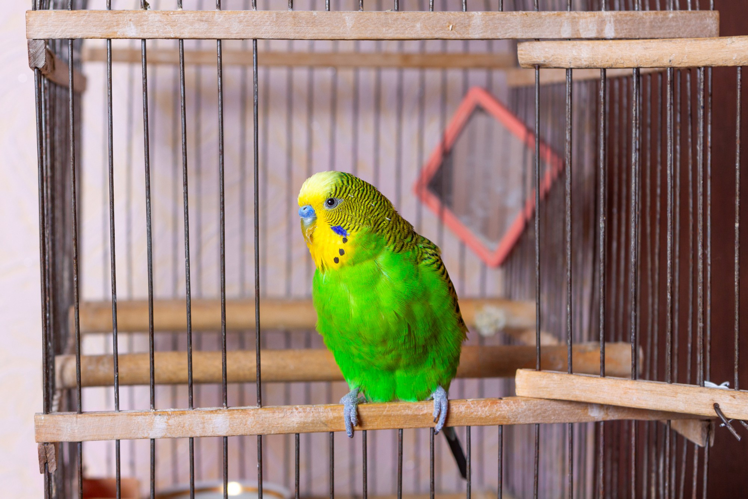 green budgerigar is sitting exit from cage caged mirror is visible keeping decorative bird house