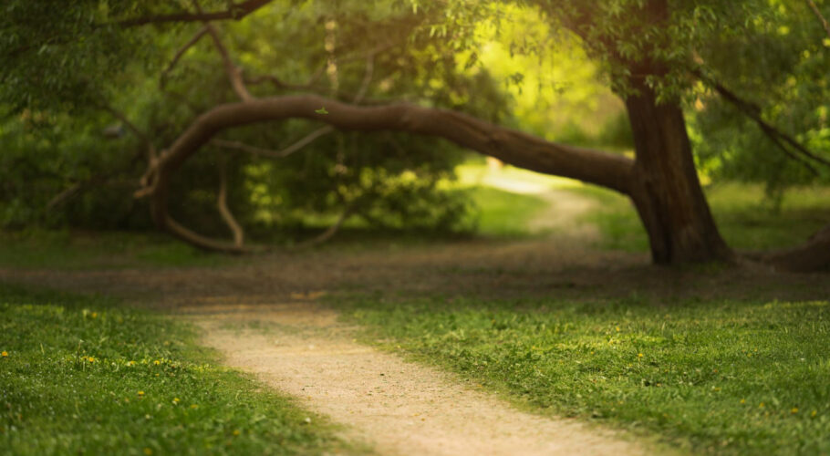green trees lawns warm summer background