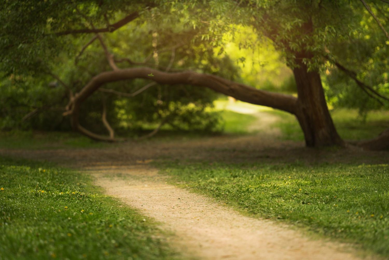 green trees lawns warm summer background