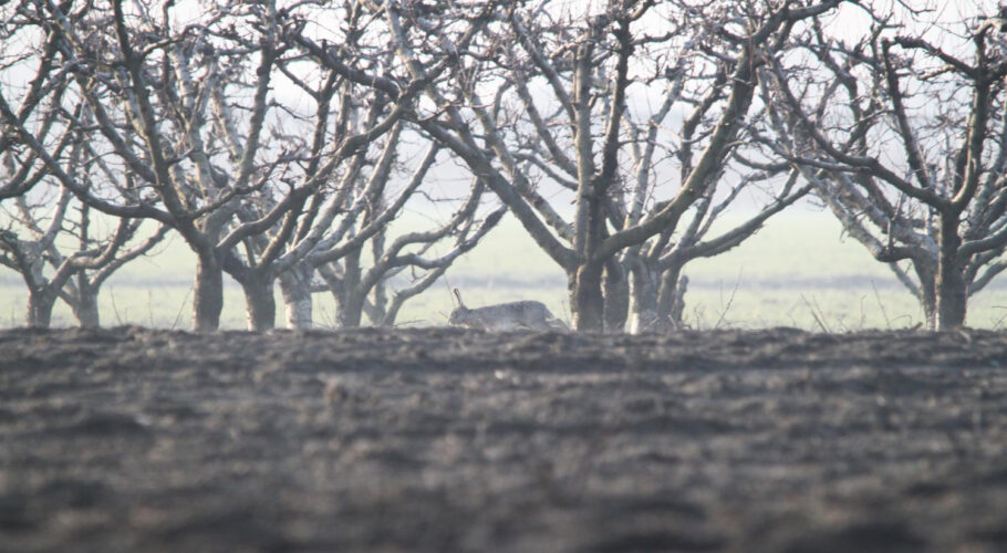 hare running fruit trees countryside wildlife harming orchards
