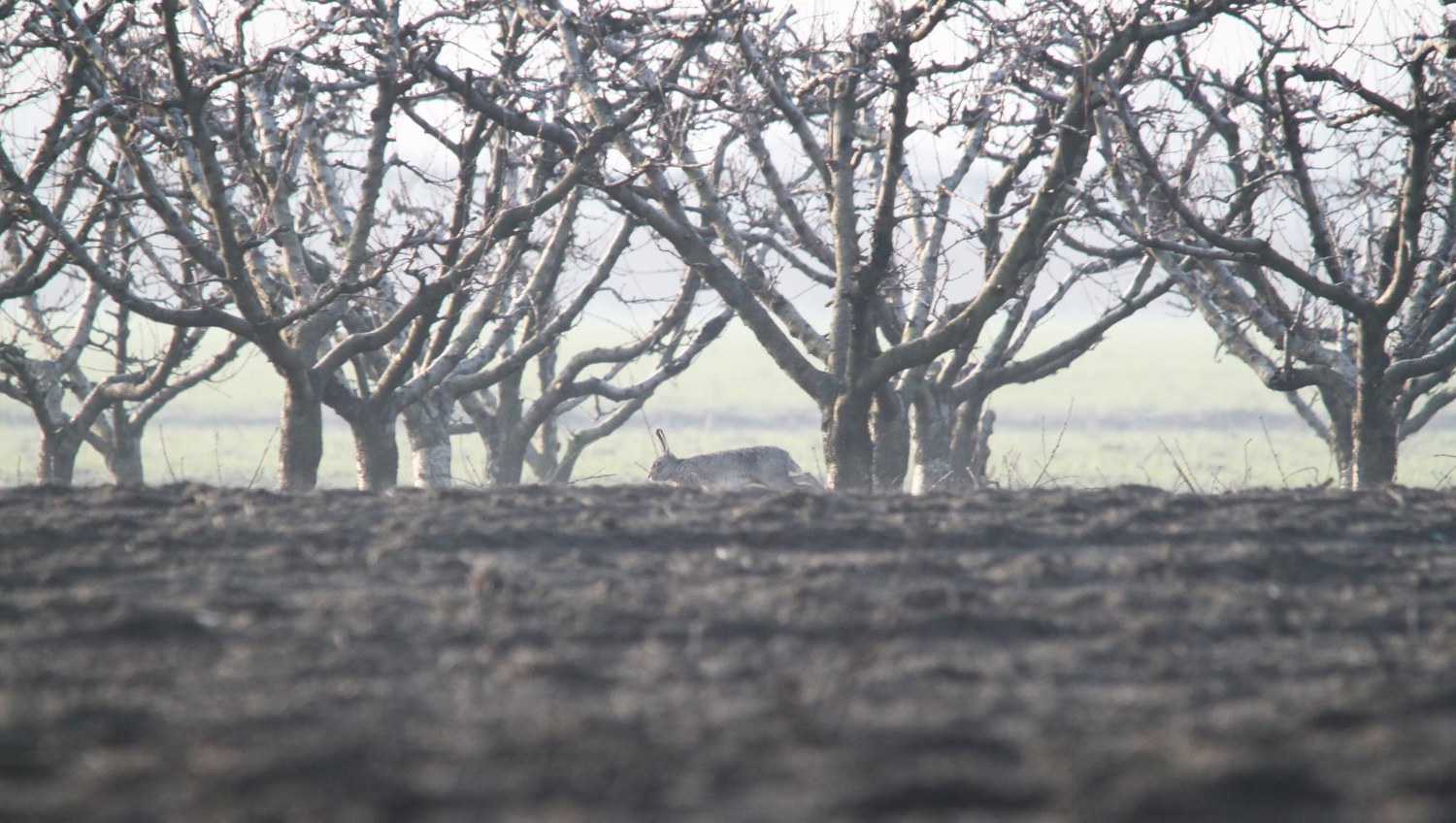 hare running fruit trees countryside wildlife harming orchards