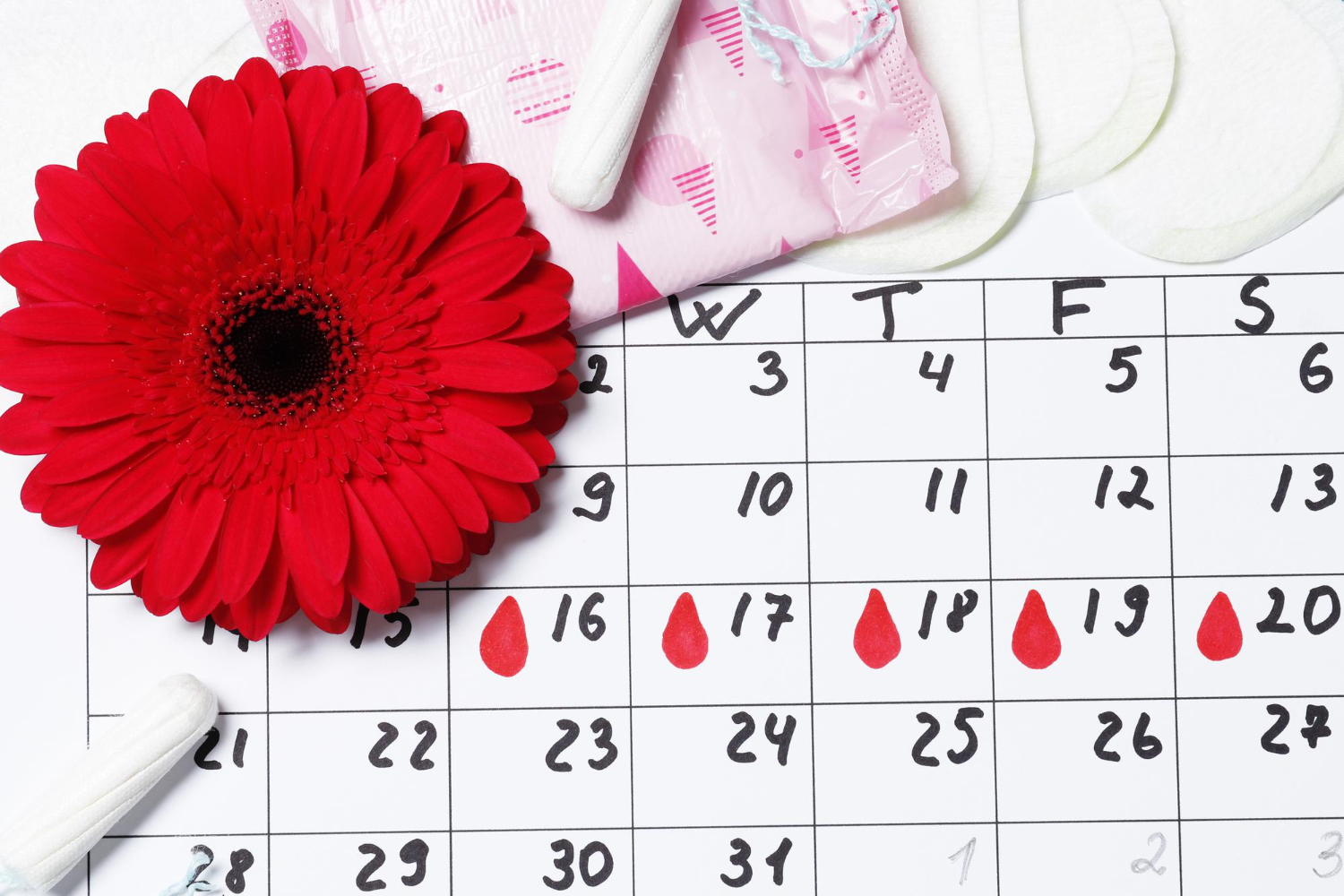 menstrual cycle calendar gerbera tampons pads ovulation concept menstruation pms