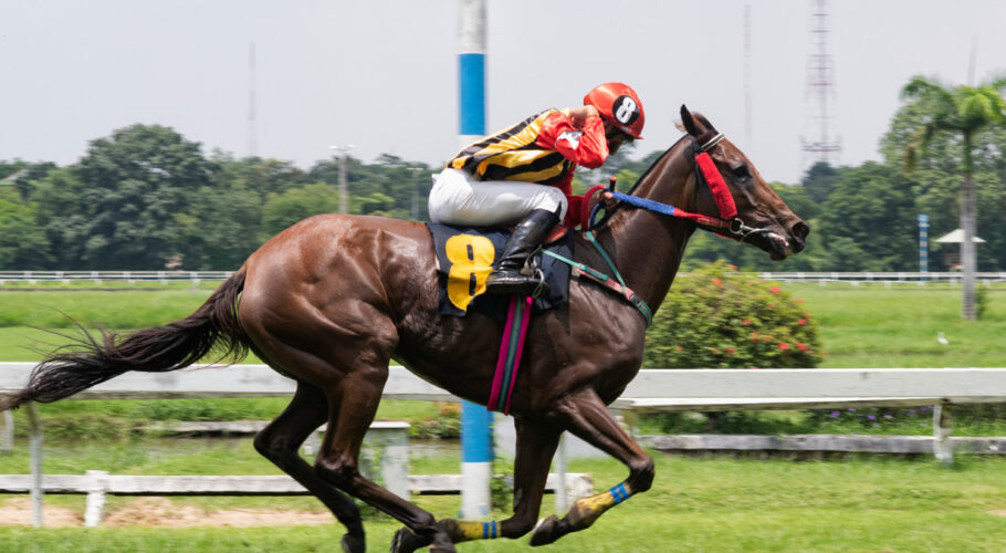 melbourne cup race horse jockey jumping hurdle