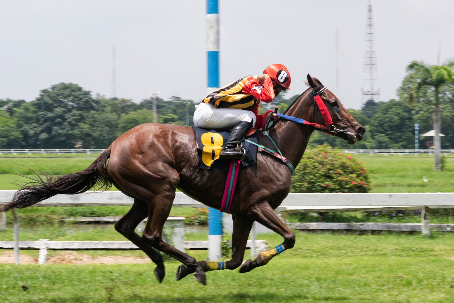 melbourne cup race horse jockey jumping hurdle