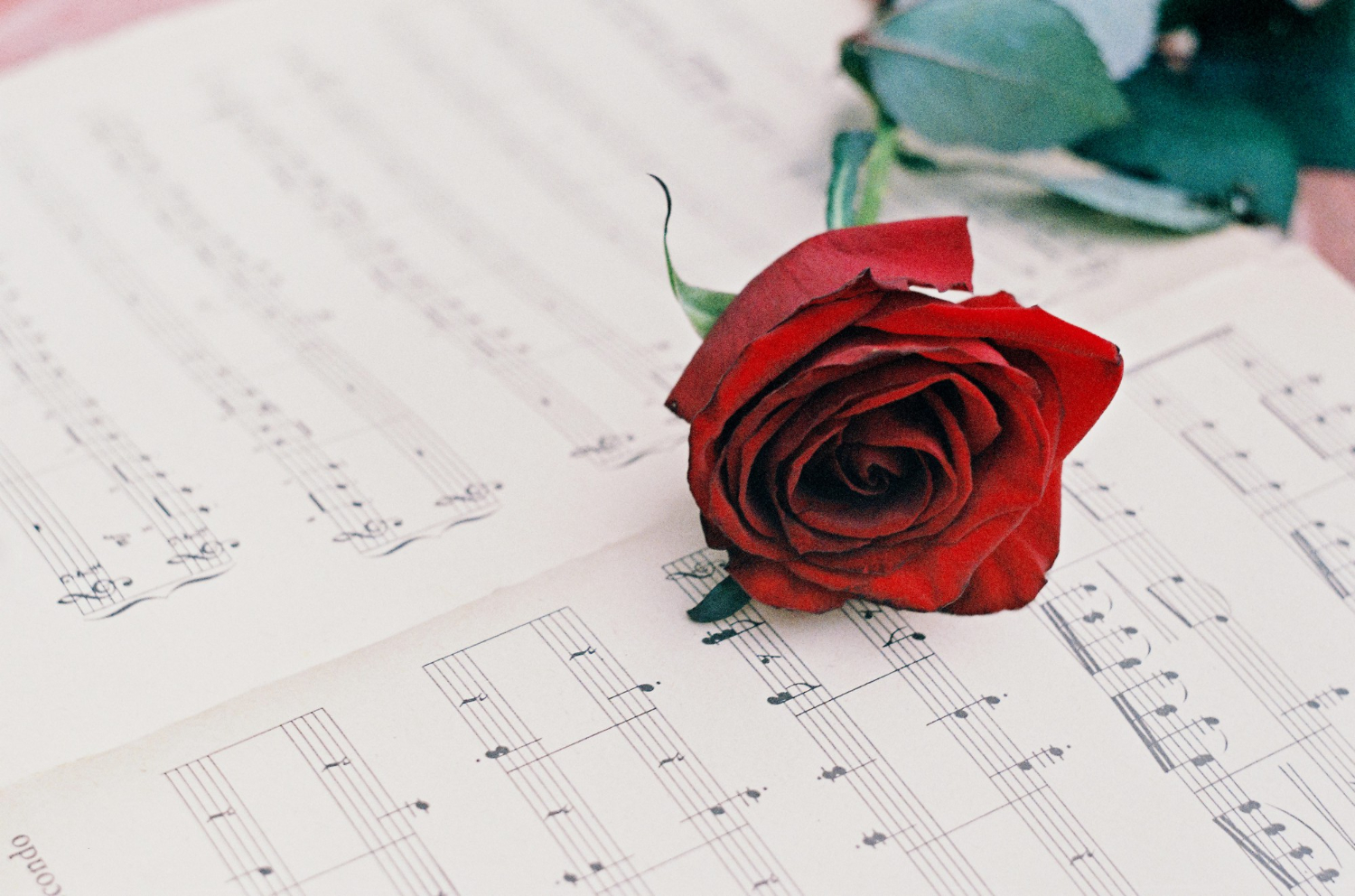 red rose music notes